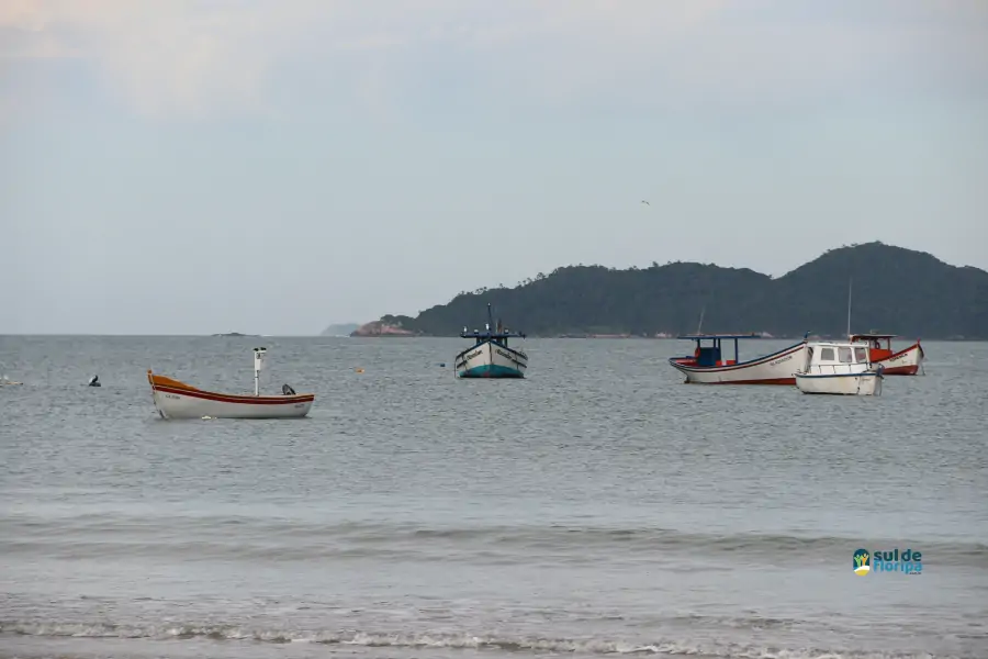 Pântano do Sul dá início à Pesca da Tainha 2025 com fé, tradição e união comunitária 73 Pântano do Sul dá início à Pesca da Tainha 2025 com fé, tradição e união comunitária 73