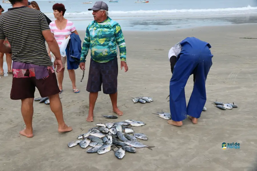 Pântano do Sul dá início à Pesca da Tainha 2025 com fé, tradição e união comunitária 78 Pântano do Sul dá início à Pesca da Tainha 2025 com fé, tradição e união comunitária 78