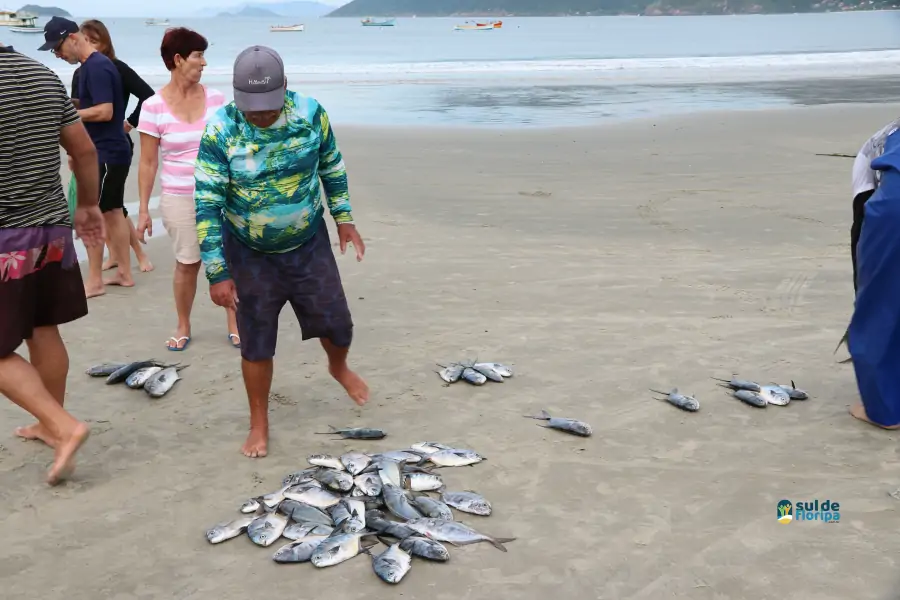 Pântano do Sul dá início à Pesca da Tainha 2025 com fé, tradição e união comunitária 79 Pântano do Sul dá início à Pesca da Tainha 2025 com fé, tradição e união comunitária 79