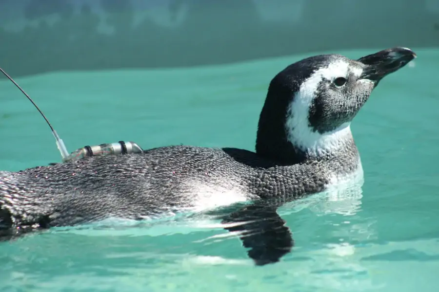 De volta ao lar: pinguins são soltos no mar após reabilitação em Florianópolis 2 De volta ao lar: pinguins são soltos no mar após reabilitação em Florianópolis 2