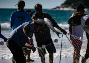 Leia mais sobre o artigo Estado contesta fundamentos da portaria federal que impõe cotas para a pesca da tainha em SC
