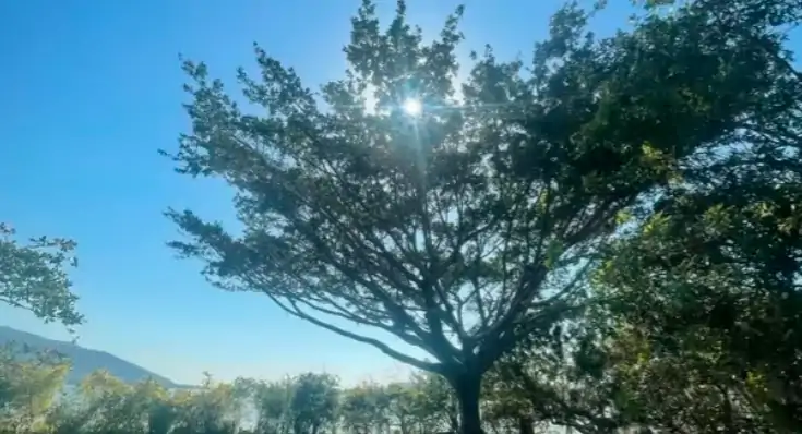 Grupo OAD reafirma compromisso com a preservação da flora e sustentabilidade no Sul da Ilha 1 Grupo OAD reafirma compromisso com a preservação da flora e sustentabilidade no Sul da Ilha 1