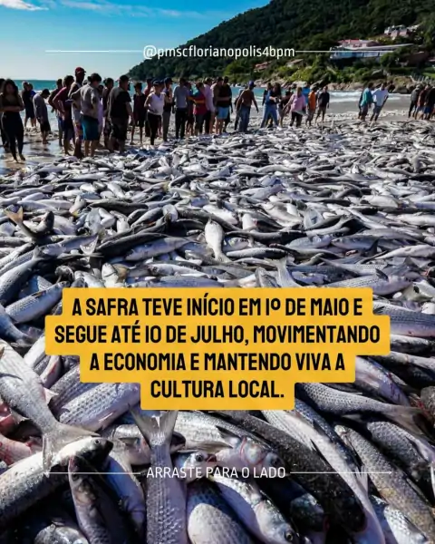 Temporada da Tainha começa em Florianópolis: Polícia Militar orienta sobre áreas permitidas para o surfe 2 Temporada da Tainha começa em Florianópolis: Polícia Militar orienta sobre áreas permitidas para o surfe 2