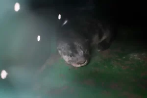 Leia mais sobre o artigo Filhotes de lontra são reintroduzidos na natureza na Lagoa do Peri em ação para preservar espécie ameaçada