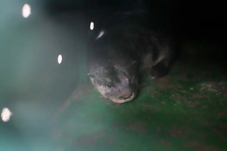 Filhotes de lontra são reintroduzidos na natureza na Lagoa do Peri em ação para preservar espécie ameaçada 1 Filhotes de lontra são reintroduzidos na natureza na Lagoa do Peri em ação para preservar espécie ameaçada 1