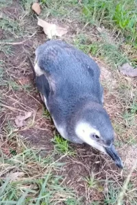 Leia mais sobre o artigo Florianópolis registra o primeiro pinguim vivo de 2025, o  animal foi encontrado debilitado próximo a um riacho
