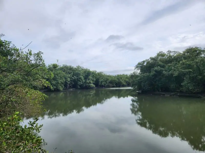 Dia Mundial de Proteção aos Manguezais reforça importância dos ecossistemas costeiros em Florianópolis 1