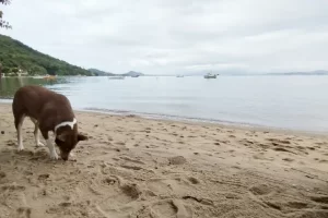 Leia mais sobre o artigo Pesquisa da UFSC avalia riscos e propõe diretrizes para presença de cães nas praias de Florianópolis