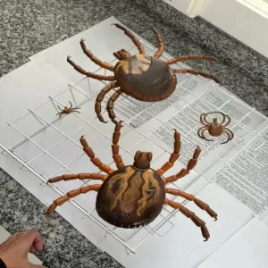 Leia mais sobre o artigo Projeto CAPI conclui 1ª fase nas escolas e inicia nova etapa com foco na convivência com a fauna urbana em Florianópolis