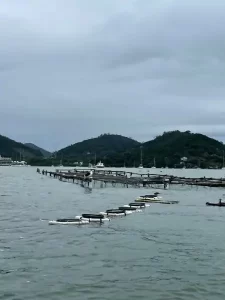 Leia mais sobre o artigo UFSC lidera rede internacional para estudar saúde das ostras em Florianópolis