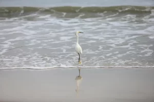 Leia mais sobre o artigo Balneabilidade: IMA divulga relatório de julho com previsão de nova rodada de coletas para a próxima semana
