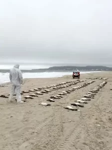 Leia mais sobre o artigo Em um dia, 136 pinguins são registrados sem vida em praia de Florianópolis
