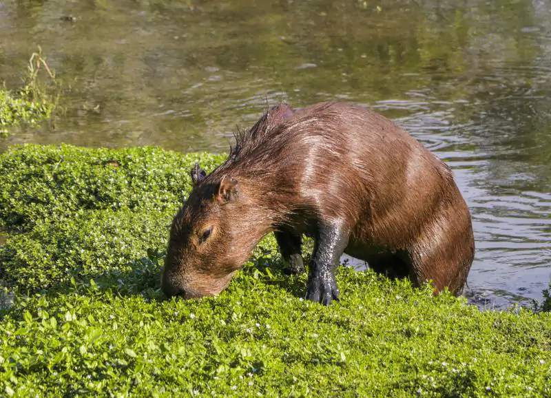 Projeto Capi Floripa abre inscrições para curso sobre convivência com fauna urbana 1