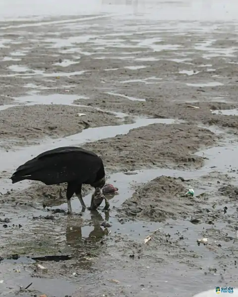 Mutirão de limpeza mobiliza comunidade e reforça a importância da preservação marinha em Florianópolis 31