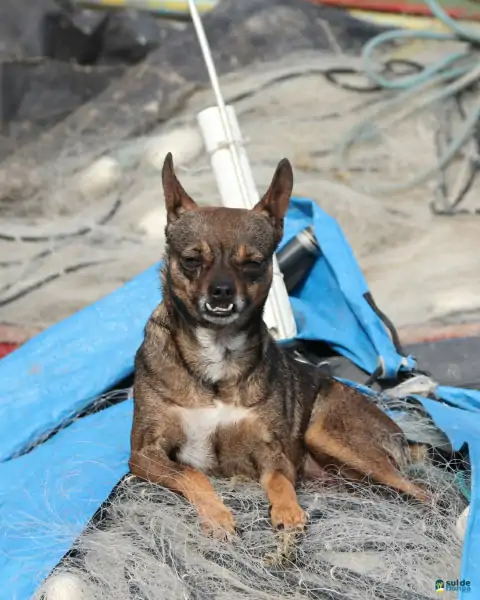 Mutirão de limpeza mobiliza comunidade e reforça a importância da preservação marinha em Florianópolis 38