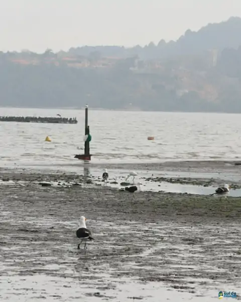 Mutirão de limpeza mobiliza comunidade e reforça a importância da preservação marinha em Florianópolis 45
