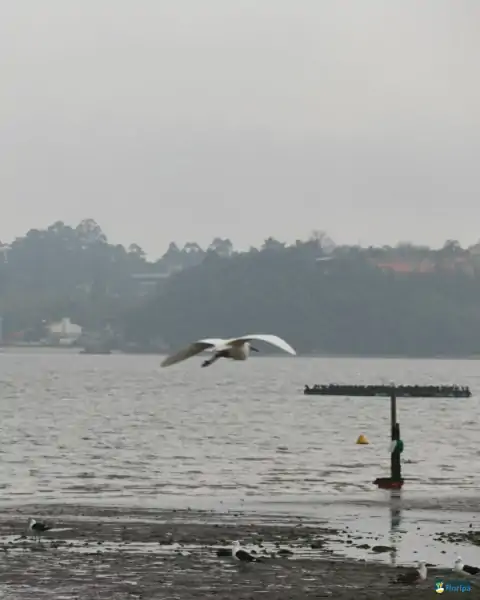 Mutirão de limpeza mobiliza comunidade e reforça a importância da preservação marinha em Florianópolis 47