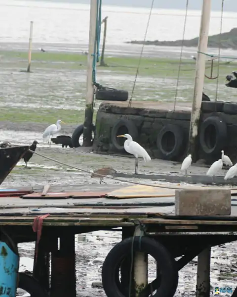 Mutirão de limpeza mobiliza comunidade e reforça a importância da preservação marinha em Florianópolis 49