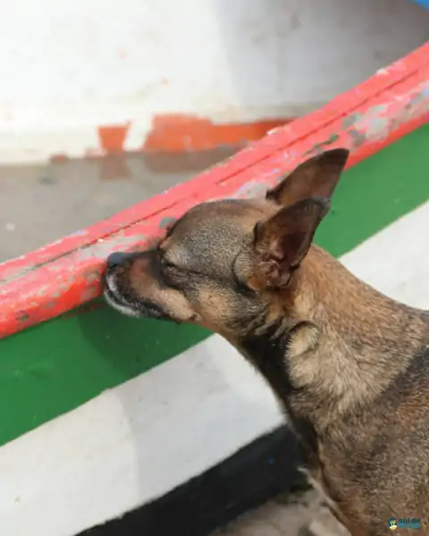 Mutirão de limpeza mobiliza comunidade e reforça a importância da preservação marinha em Florianópolis 5