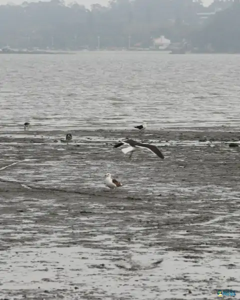 Mutirão de limpeza mobiliza comunidade e reforça a importância da preservação marinha em Florianópolis 8
