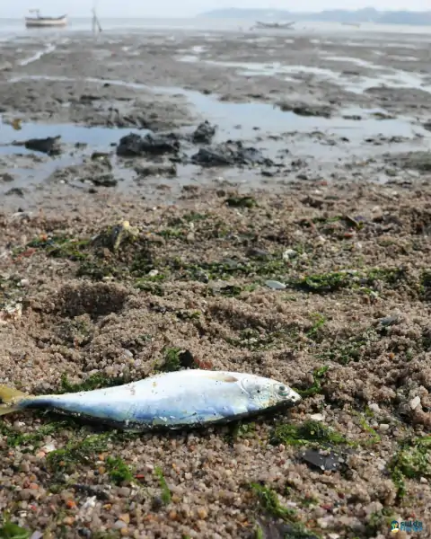 Mutirão de limpeza mobiliza comunidade e reforça a importância da preservação marinha em Florianópolis 26