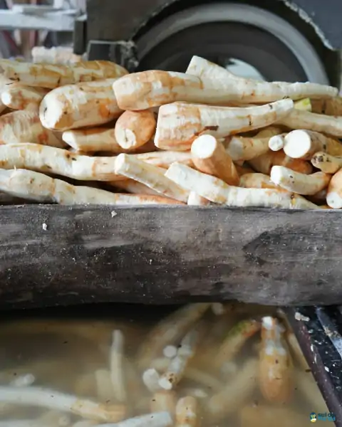 Farinhada no Sertão do Ribeirão reúne famílias e preserva tradição em Florianópolis 11