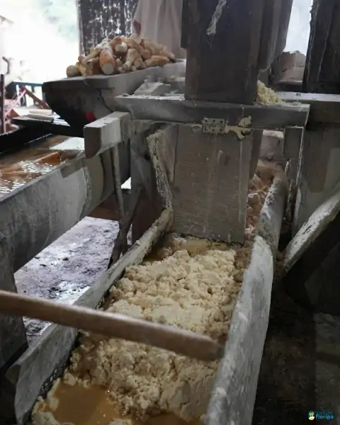 Farinhada no Sertão do Ribeirão reúne famílias e preserva tradição em Florianópolis 2