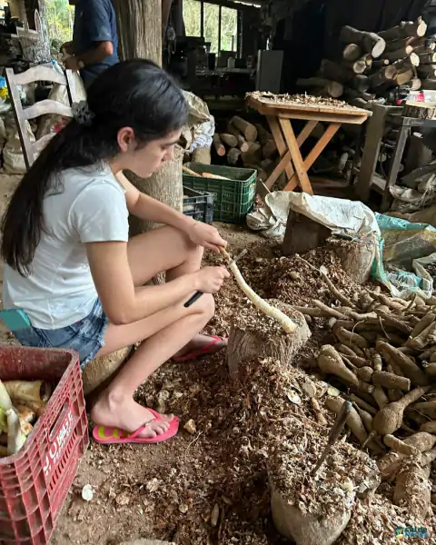 Farinhada no Sertão do Ribeirão reúne famílias e preserva tradição em Florianópolis 24