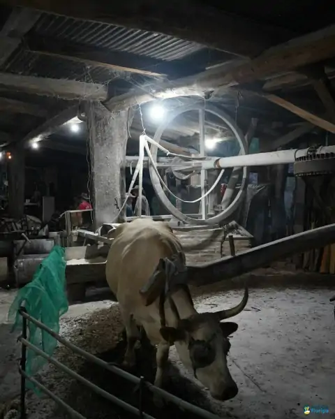 Farinhada no Sertão do Ribeirão reúne famílias e preserva tradição em Florianópolis 30