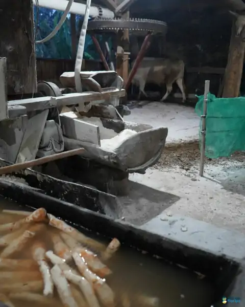 Farinhada no Sertão do Ribeirão reúne famílias e preserva tradição em Florianópolis 31