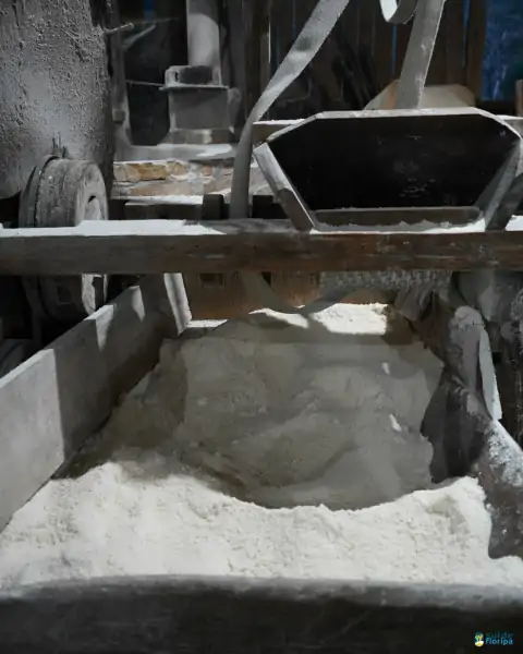 Farinhada no Sertão do Ribeirão reúne famílias e preserva tradição em Florianópolis 32