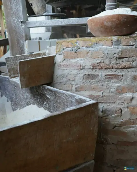 Farinhada no Sertão do Ribeirão reúne famílias e preserva tradição em Florianópolis 33