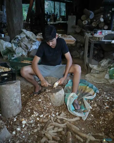 Farinhada no Sertão do Ribeirão reúne famílias e preserva tradição em Florianópolis 36
