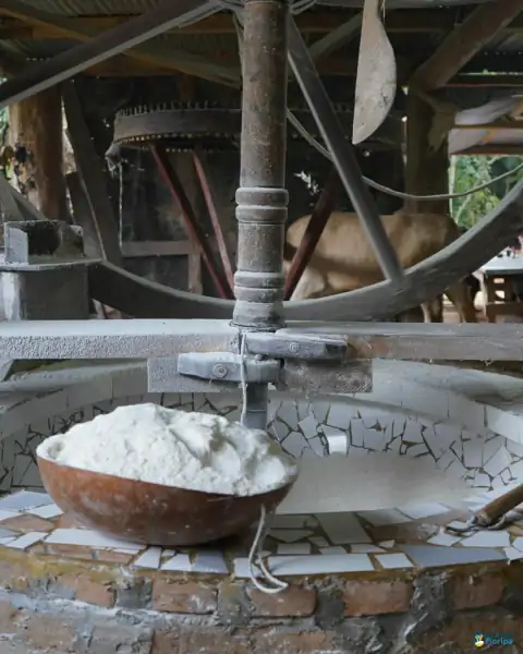 Farinhada no Sertão do Ribeirão reúne famílias e preserva tradição em Florianópolis 43