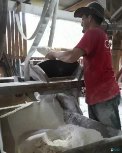 Leia mais sobre o artigo Farinhada no Sertão do Ribeirão reúne famílias e preserva tradição em Florianópolis