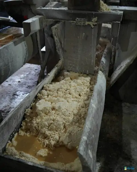 Farinhada no Sertão do Ribeirão reúne famílias e preserva tradição em Florianópolis 46