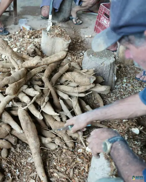 Farinhada no Sertão do Ribeirão reúne famílias e preserva tradição em Florianópolis 7