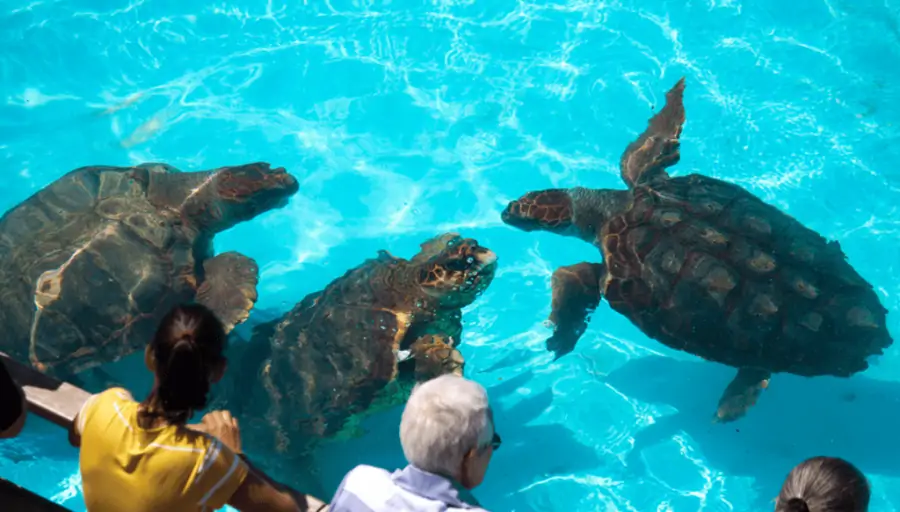 Diversão garantida no Dia das Crianças em Floripa 1