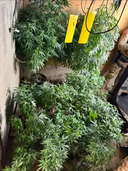 Polícia Militar apreende pés de maconha em estufa no bairro Armação do Pântano do Sul 2