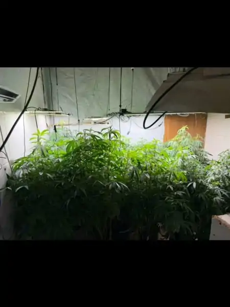 Polícia Militar apreende pés de maconha em estufa no bairro Armação do Pântano do Sul 3