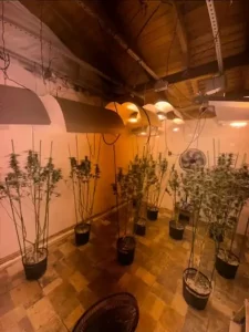 Leia mais sobre o artigo Polícia Militar apreende pés de maconha em estufa no bairro Armação do Pântano do Sul