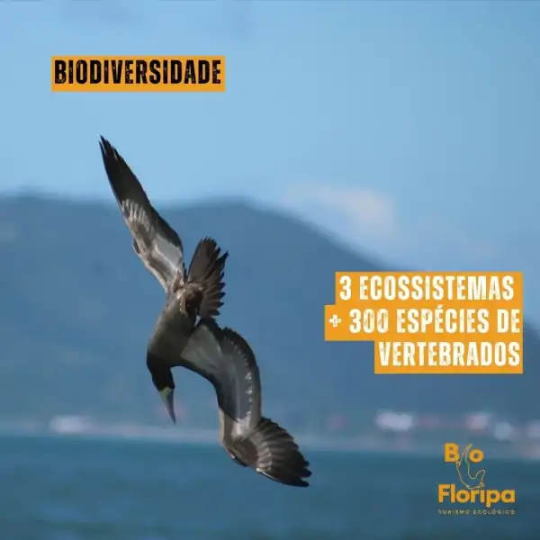 Bio Floripa promove trilha entre os Açores e Naufragados com imersão na natureza do Sul da Ilha 4