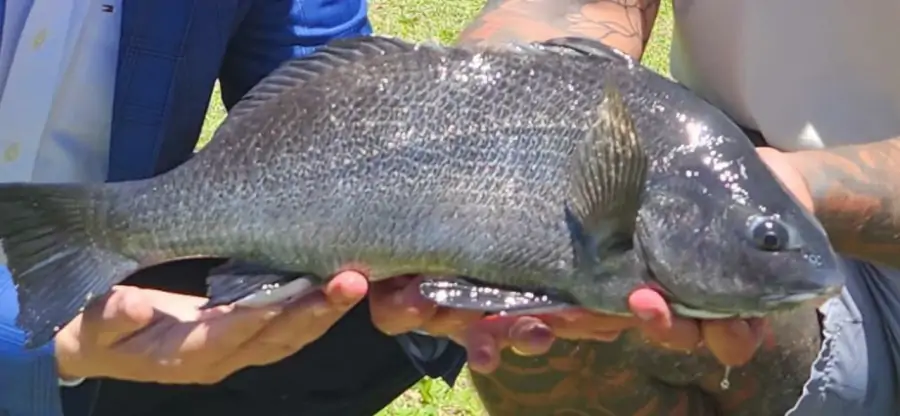 Secretaria da Aquicultura e Pesca define o tamanho mínimo de captura do burriquete 1