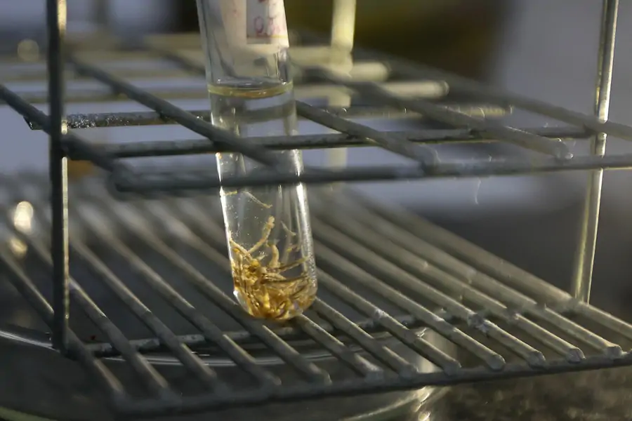 Dengue SC: com os dias quentes e úmidos, Secretaria da Saúde reforça a necessidade das medidas de prevenção contra a doença 1