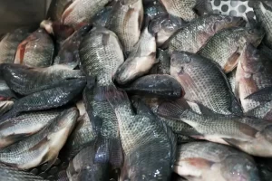 Governo de Santa Catarina reforça proibição da tilápia do Vietnã por risco sanitário 10