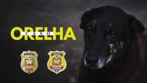 Leia mais sobre o artigo Polícia Civil conclui investigação sobre morte do Cão Orelha e maus-tratos ao Cão Caramelo em Florianópolis