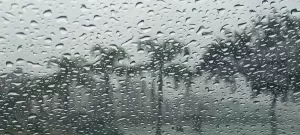 Leia mais sobre o artigo Santa Catarina passa a contar com lei que protege cães e gatos comunitários