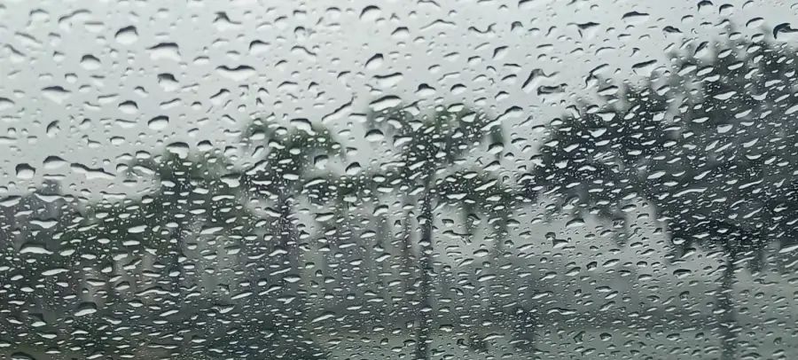 Santa Catarina passa a contar com lei que protege cães e gatos comunitários 1