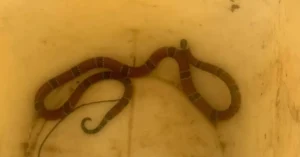 Leia mais sobre o artigo Cobra-coral verdadeira é capturada dentro de creche no Rio Tavares, em Florianópolis