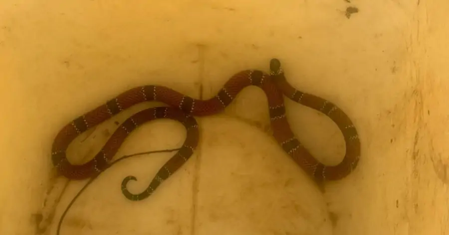 Cobra-coral verdadeira é capturada dentro de creche no Rio Tavares, em Florianópolis 1